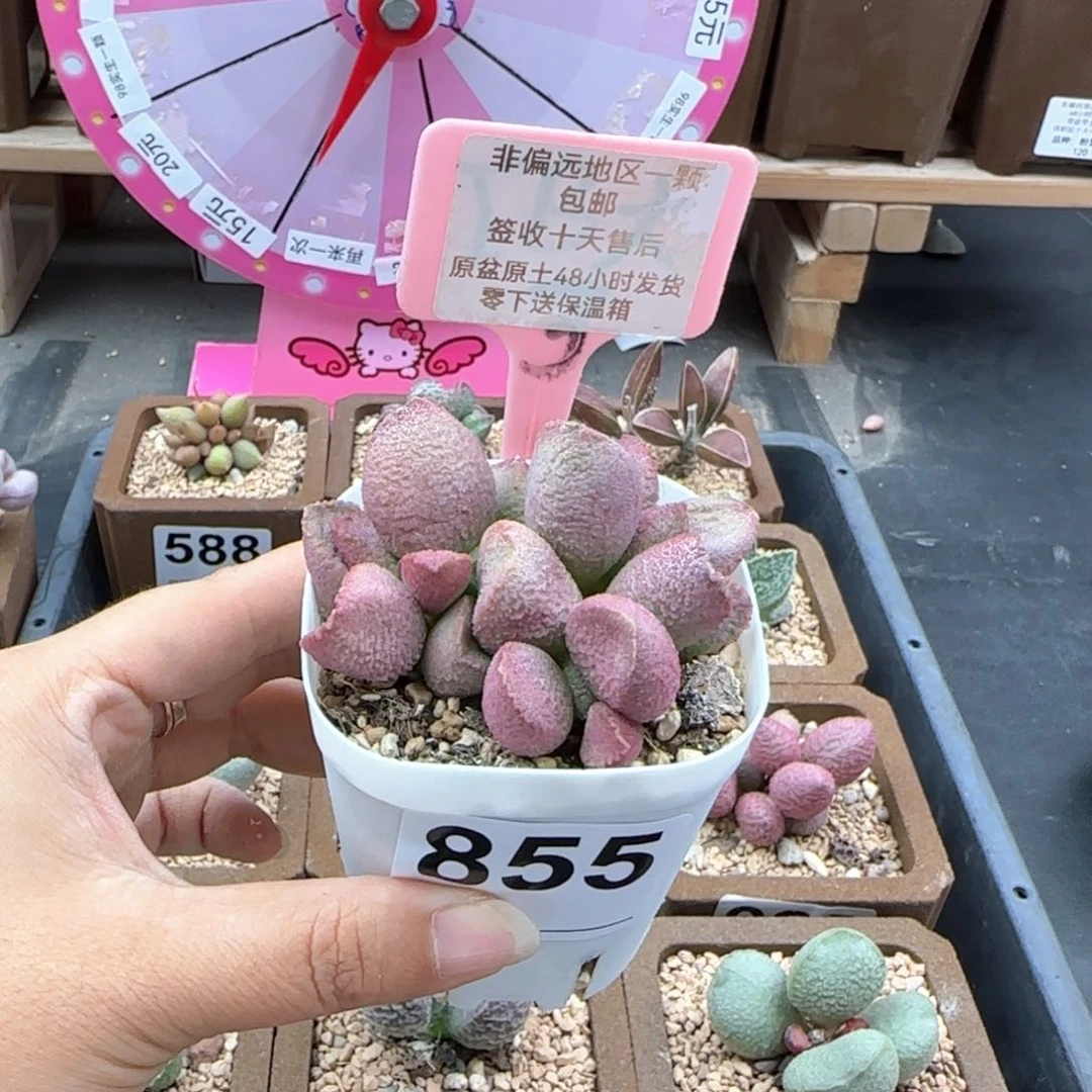 手****4855赛猪肝多肉植物微瑕