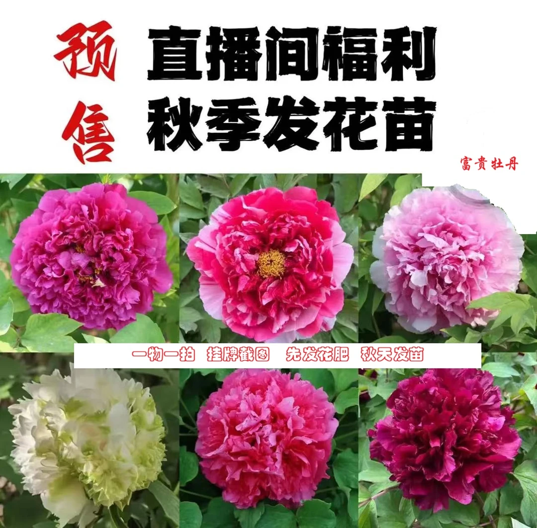 丛生牡丹直播福利【蓝富士】链接菏泽地直发