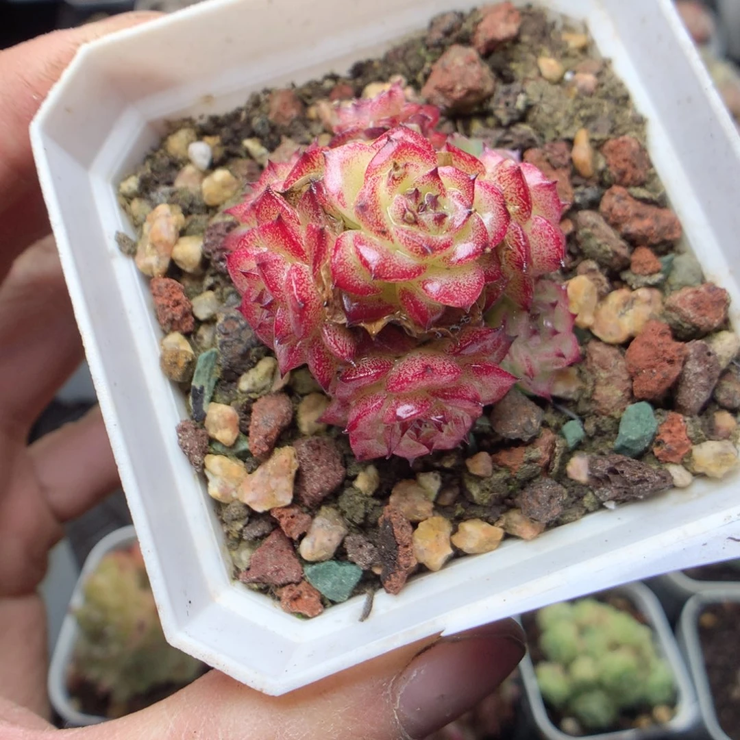 无花朵D55 yyyyyyyy