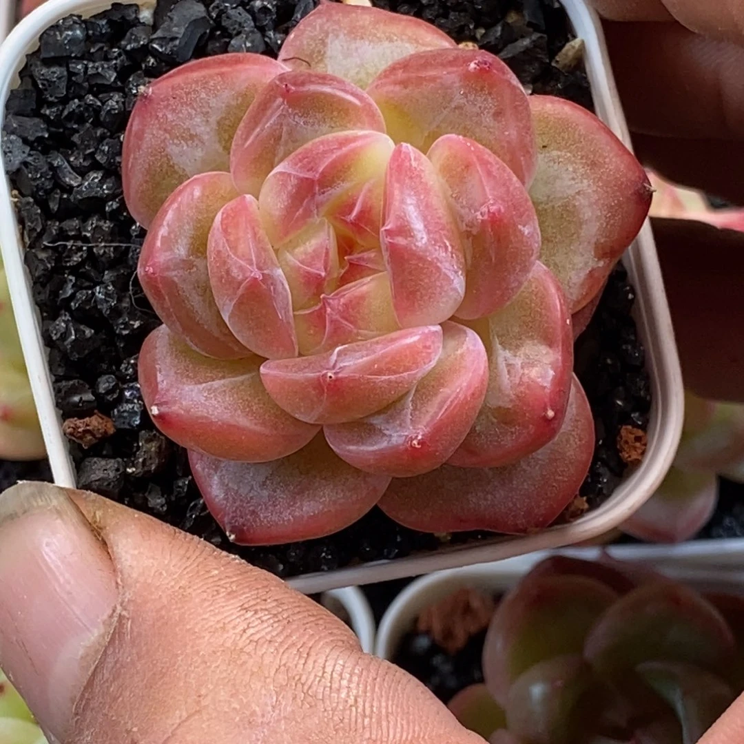 天官赐福百无禁忌