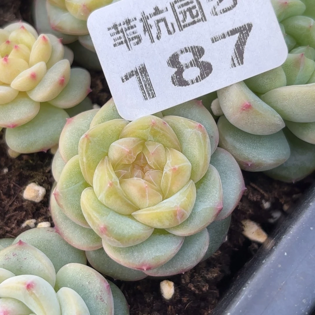 187过的很开心的样子了呀