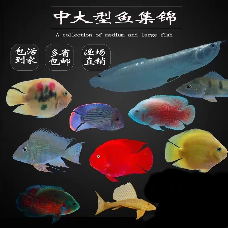 直播间拍下专享精挑观赏鱼 新疆包邮淡水鱼小型热带鱼鱼粮
