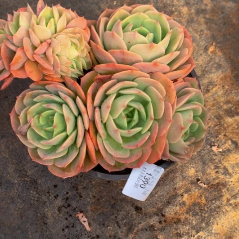 木*花1390白雪公主缀化