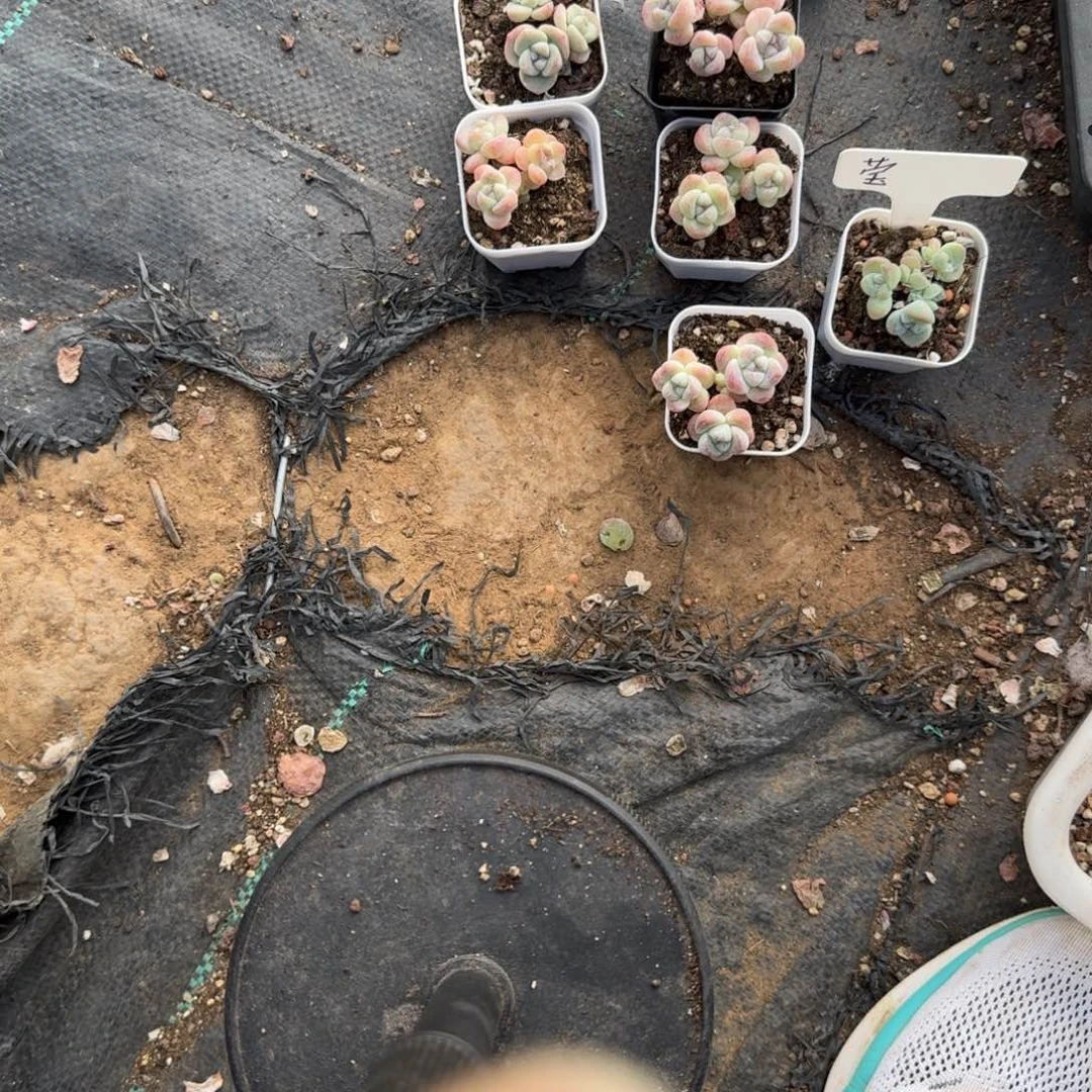 莹一物一拍专拍链接