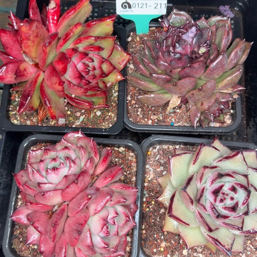 多肉精选编号0121.211