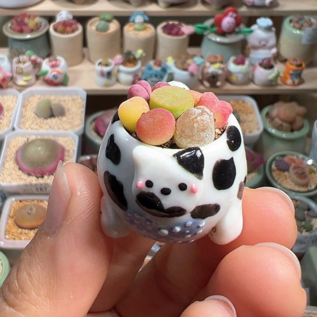 多肉植物198号拇指盆