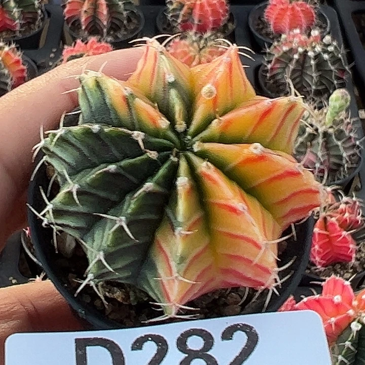 加***伦282号实生球錦多肉植物