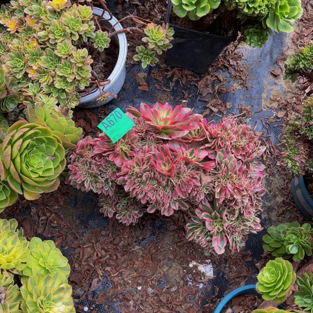 粉女郎缀化法师1-6