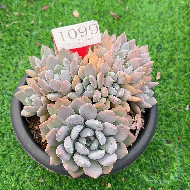 白雪公主1899多肉植物