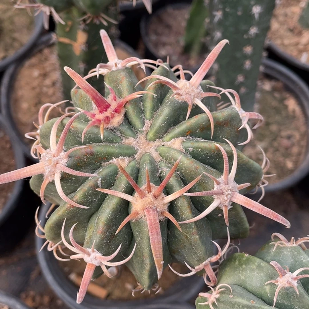 【闪购商品】武藏凌波苗接6666