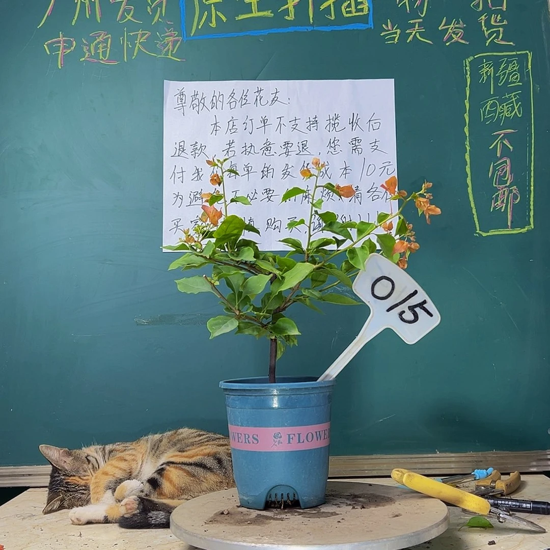 当前无花栽培后可以开花  热带花束 015