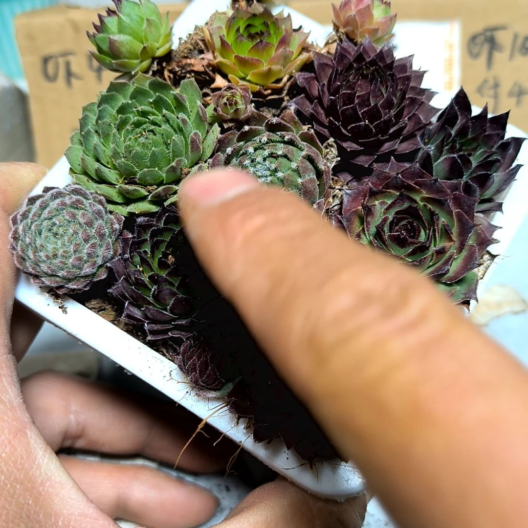 满6元包邮，#长生草九棵➕白方