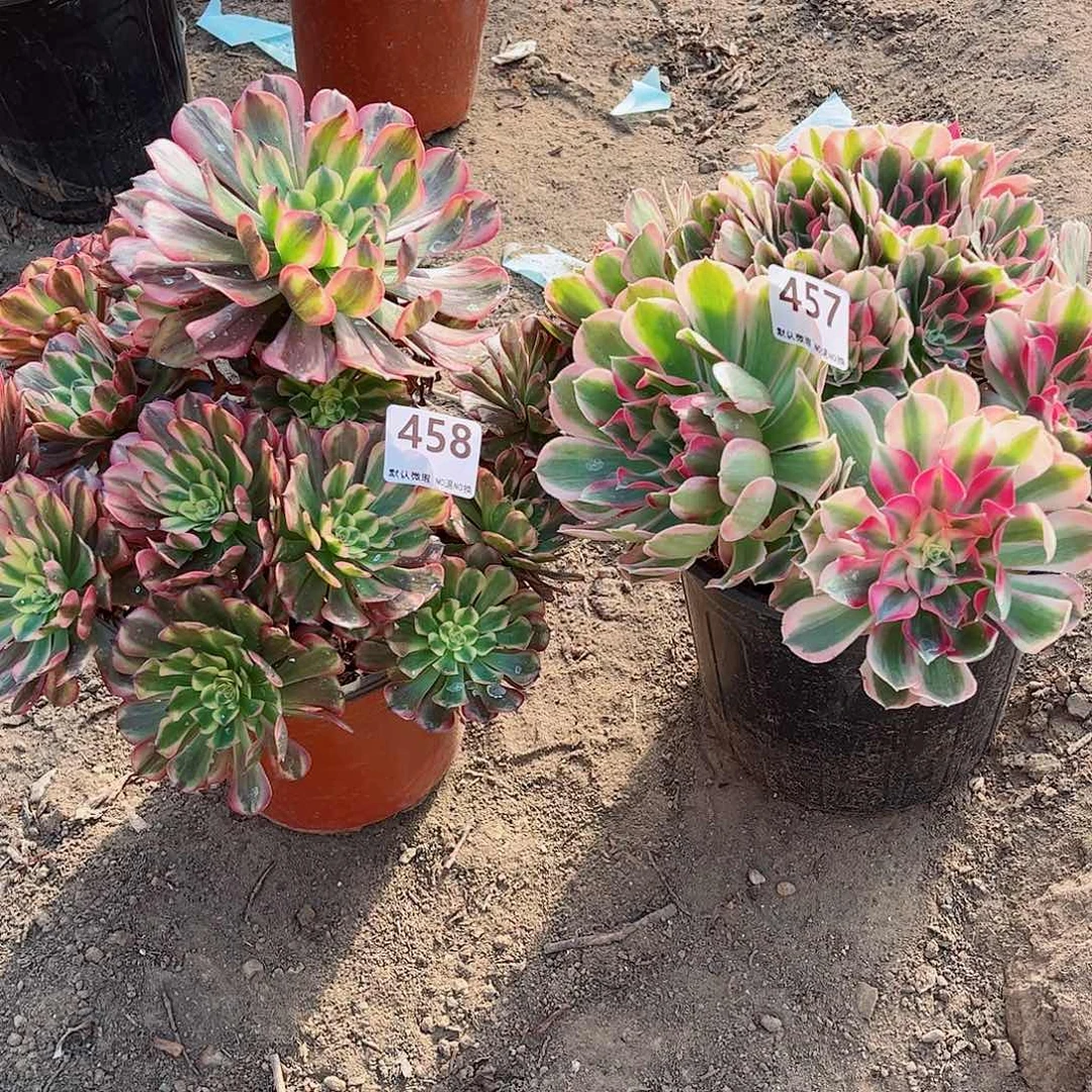 无花朵多肉植物组合458