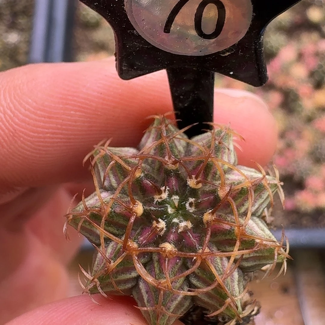 ༄***༅米哈实生自然锦70
