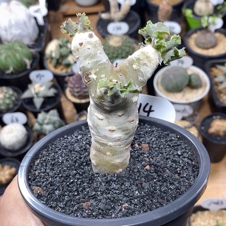 实生雪露厚敦菊314号高度9cm