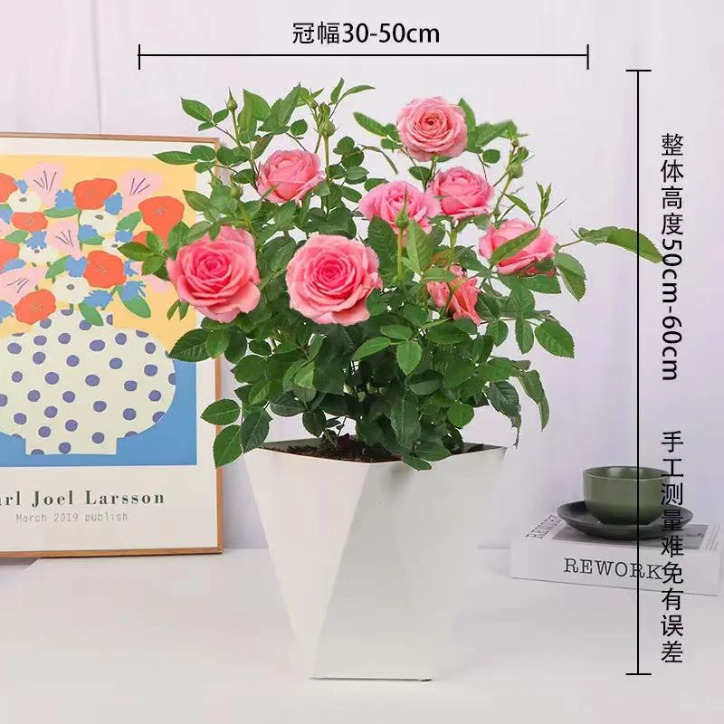 仙都瑞拉盆栽月季多季节开花适合阳台庭院种植花卉