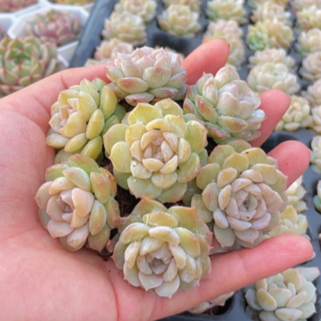 穴盘纯爱7颗3-4cm【满9.9包邮】多肉植物以直播间展示为主