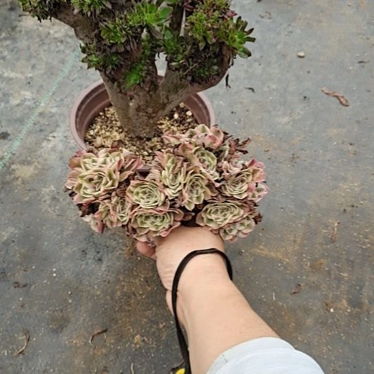 黑法师缀化高度侧23厘米