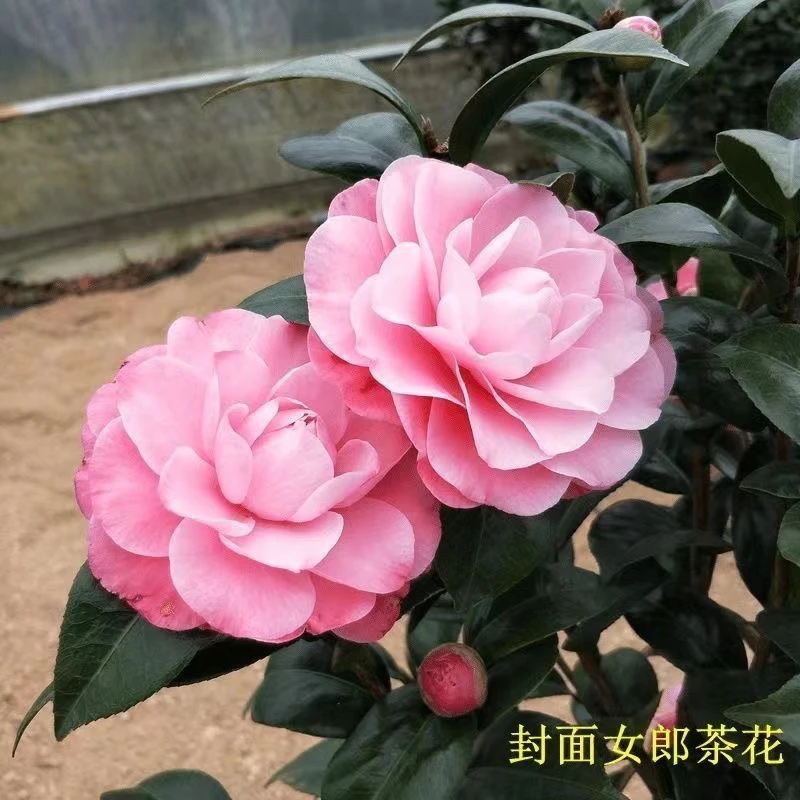 牛西奥雕石封面女郎美人艳茶花原盆粉色稀有名贵品种庭院室外植物
