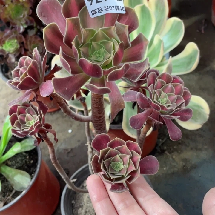 676夕阳多肉123456789