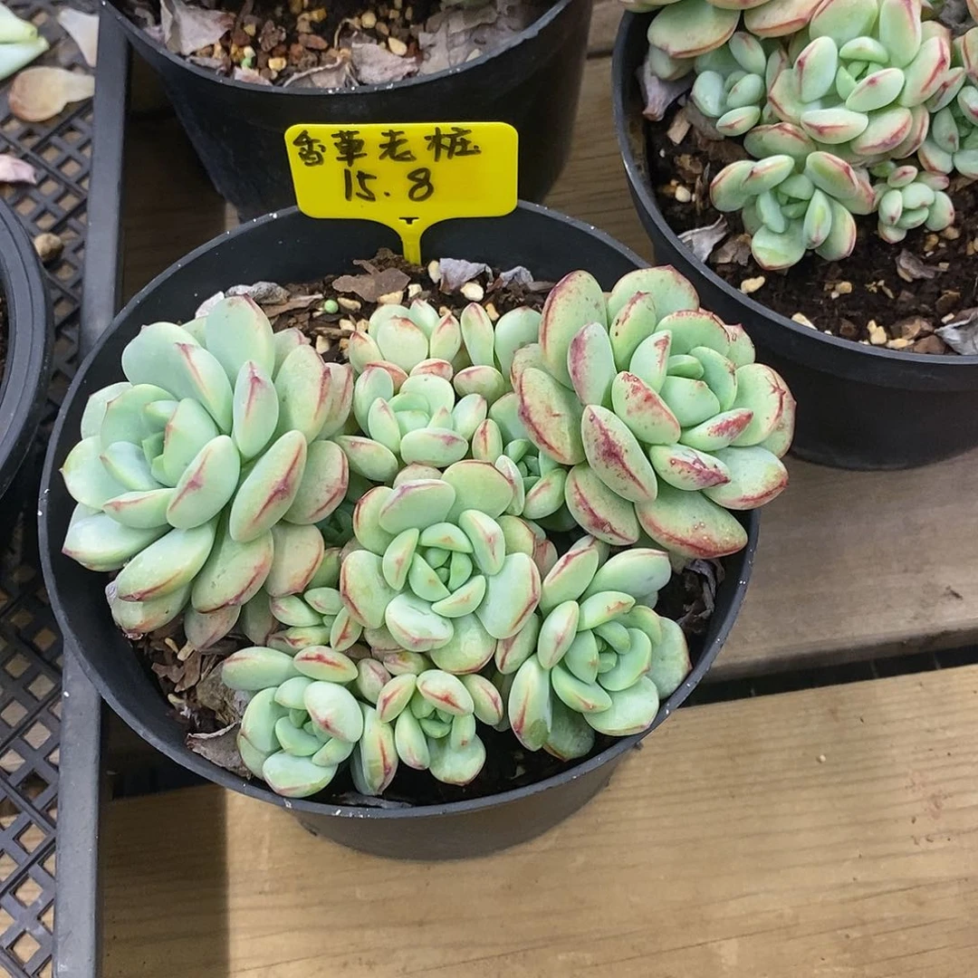 团，香草老桩。福利多多