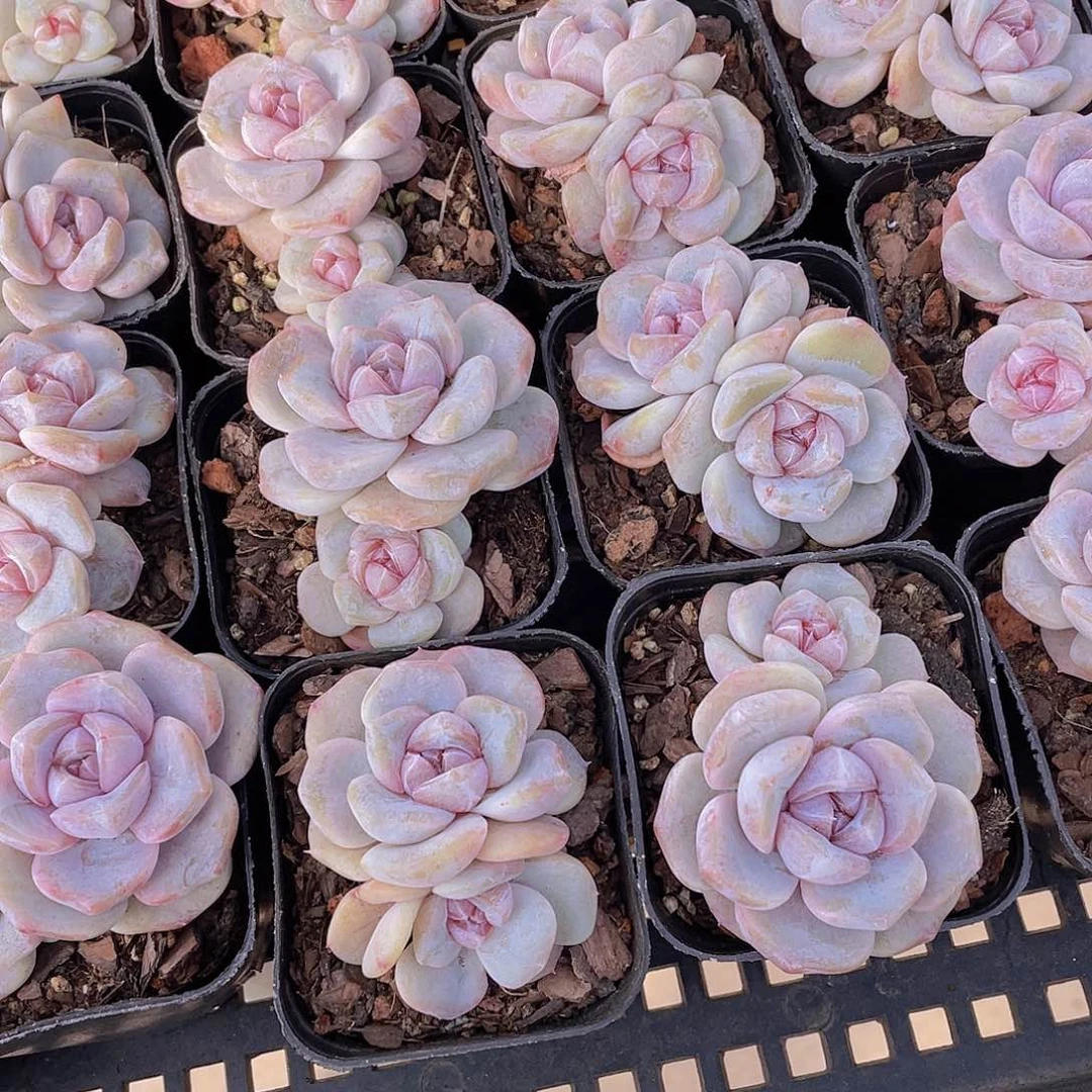 量拍105号 芋圆啵啵双头一个