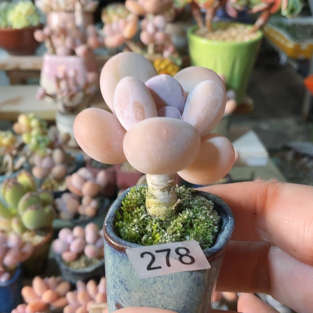 x***z多肉植物的生长发育与生长发育