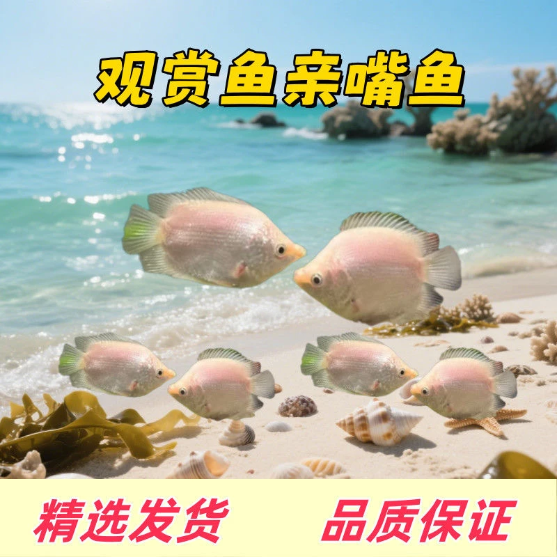 接吻鱼大号亲嘴鱼接吻鱼观赏鱼一对亲亲鱼小型热带亲吻鱼耐活
