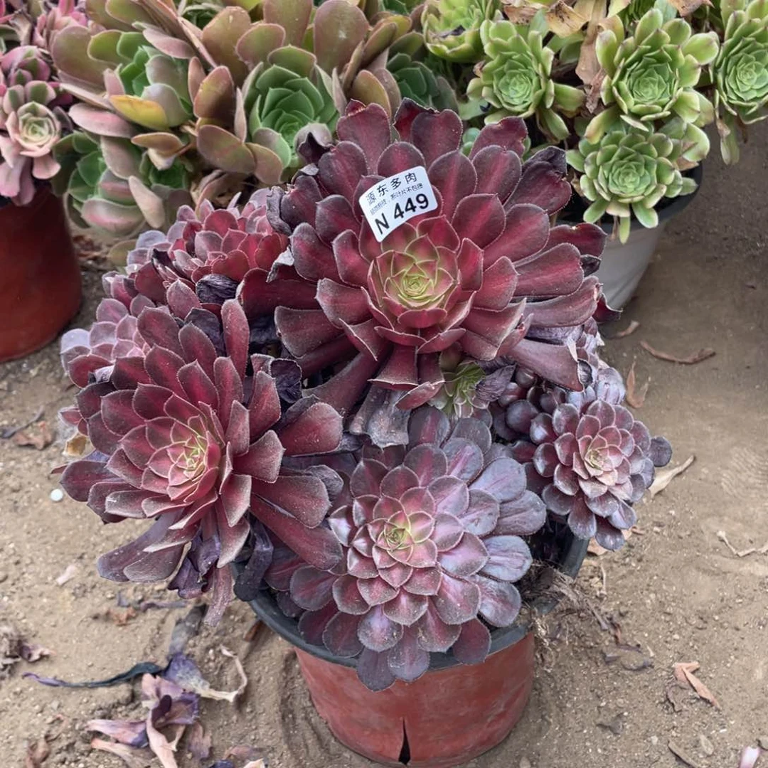 449铜壶中班多肉法师断枝不包