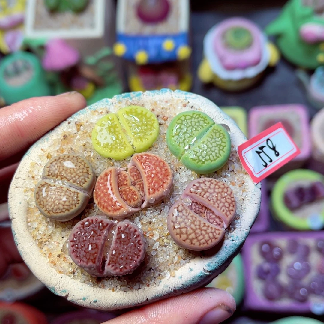 558生石花带盆发