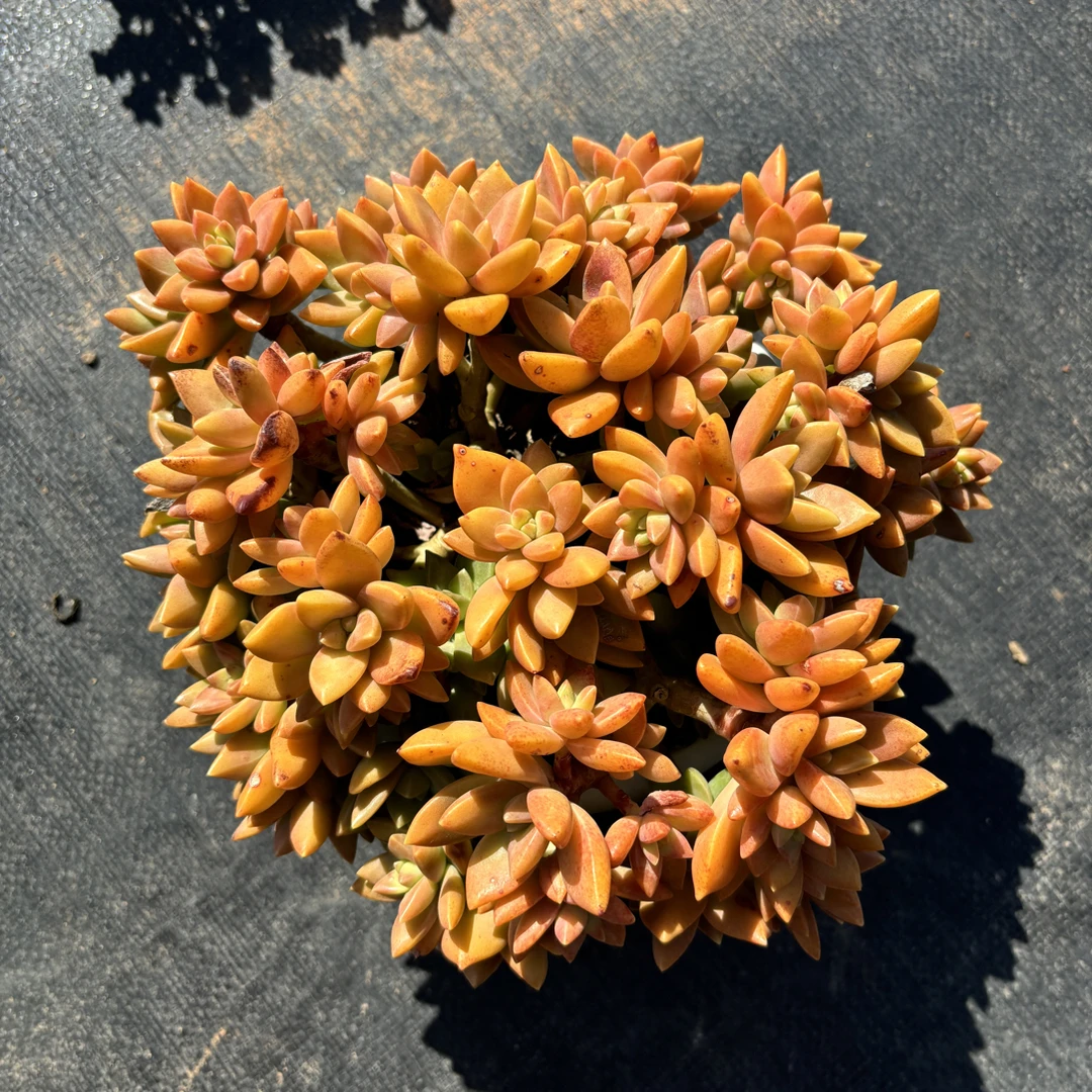 精品整桩芒果布丁多肉植物，冠幅18-20cm