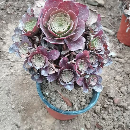 魅金玫瑰法师多肉20