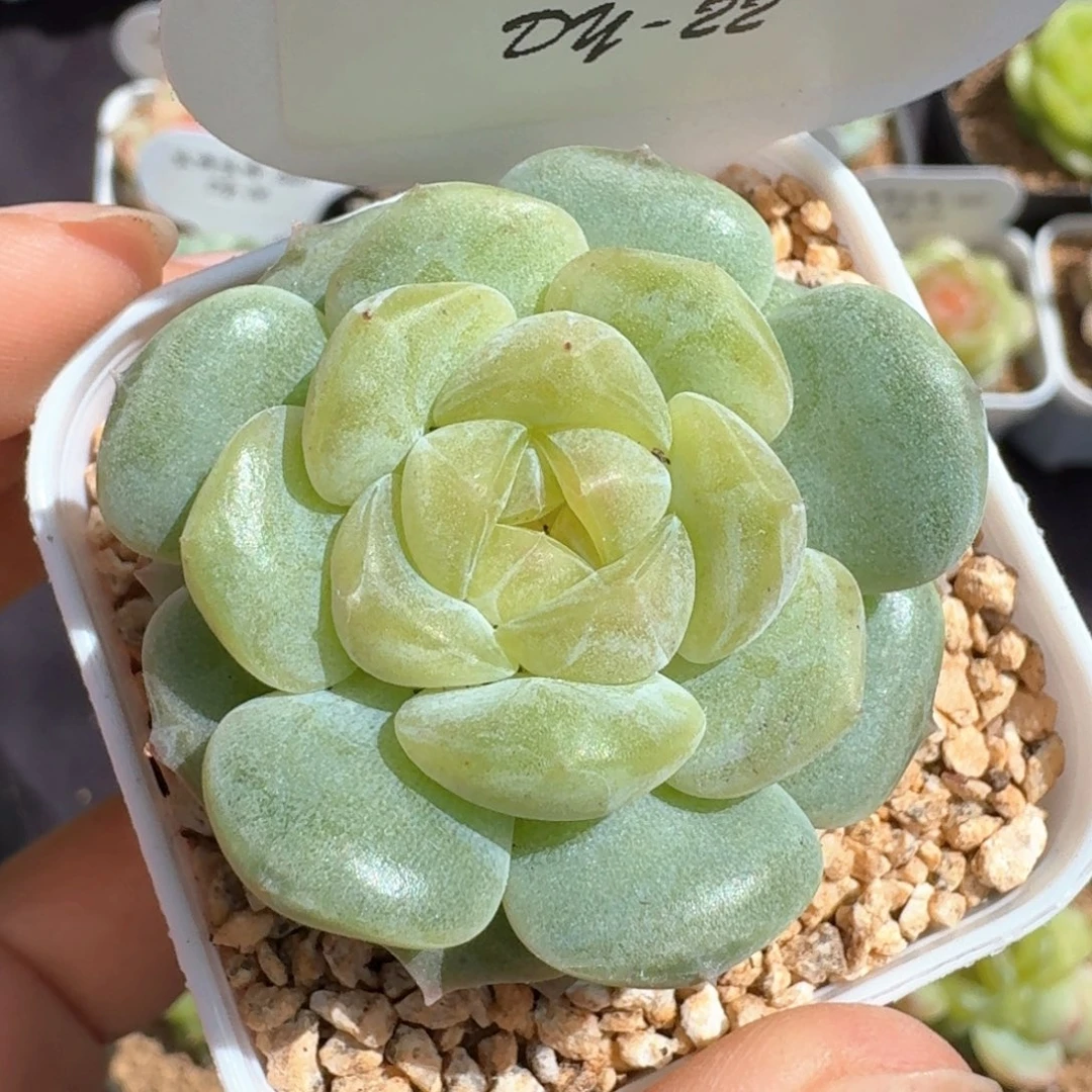 0611-022-纯牛奶单头
