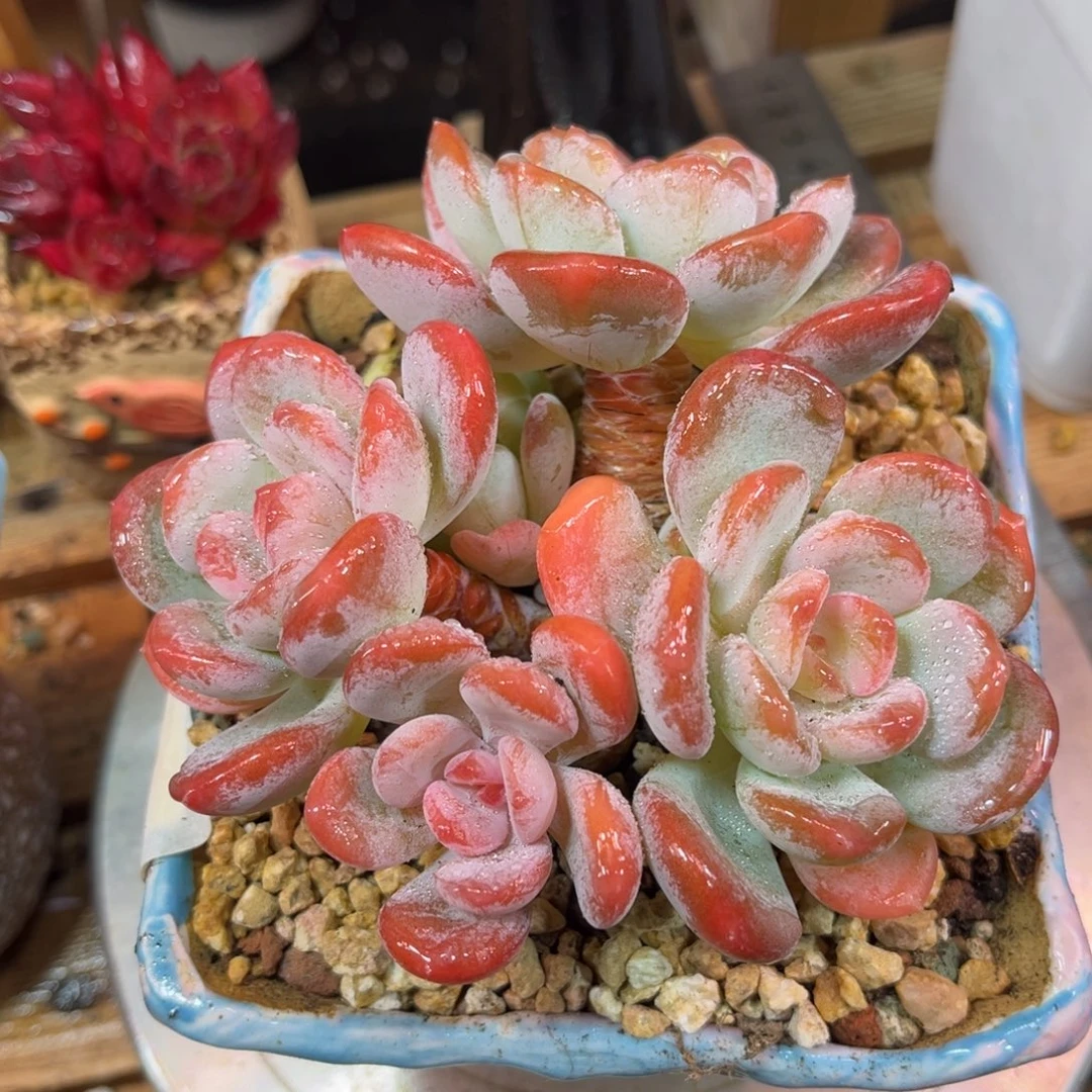 冰橙满20包邮一物一拍