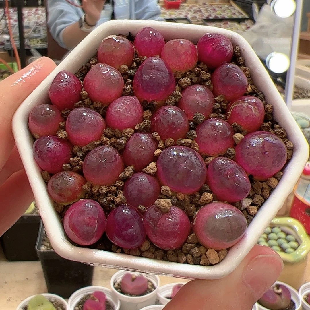 【闪购商品】吕氏红宝石10颗0.9cm