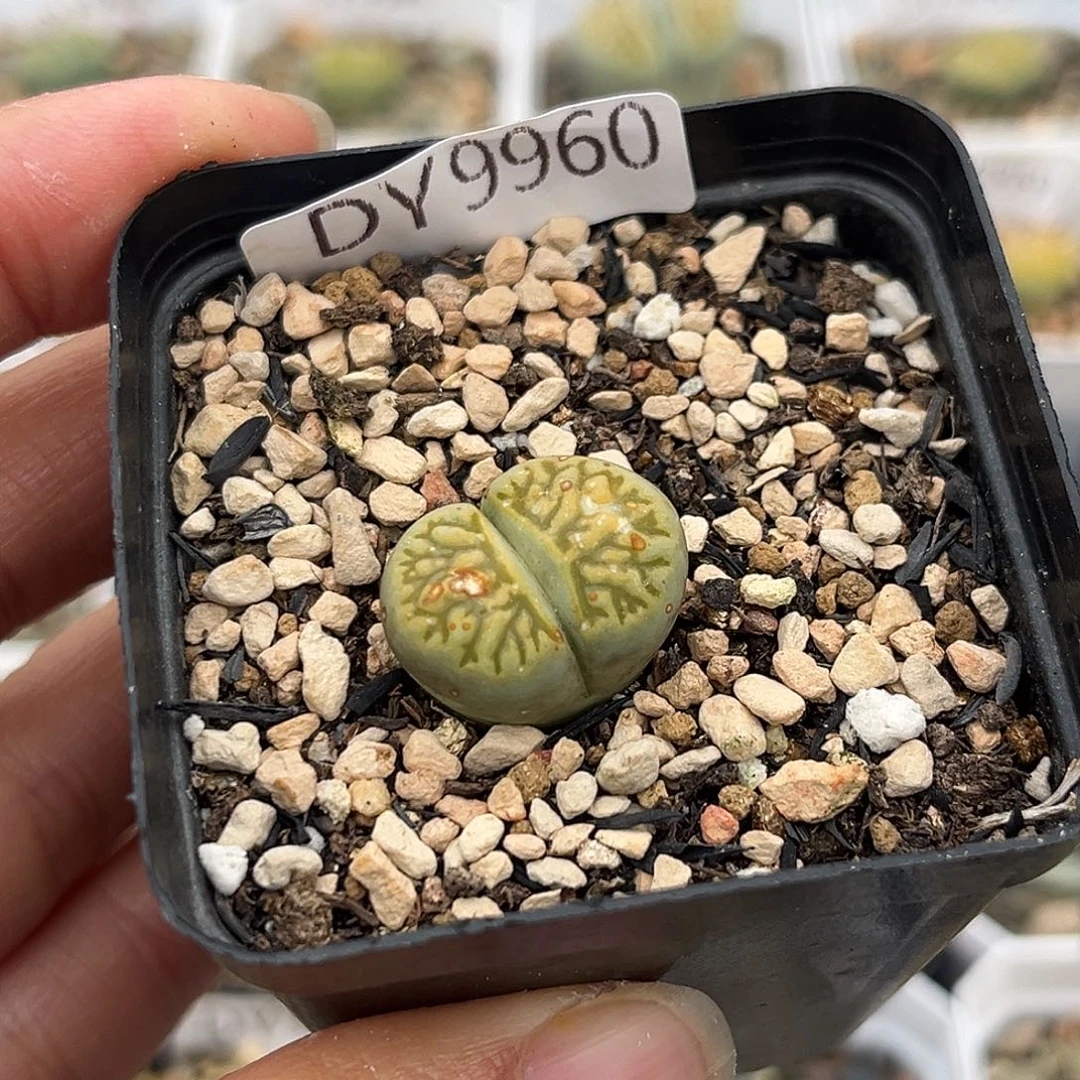 一物一拍绿菊9960