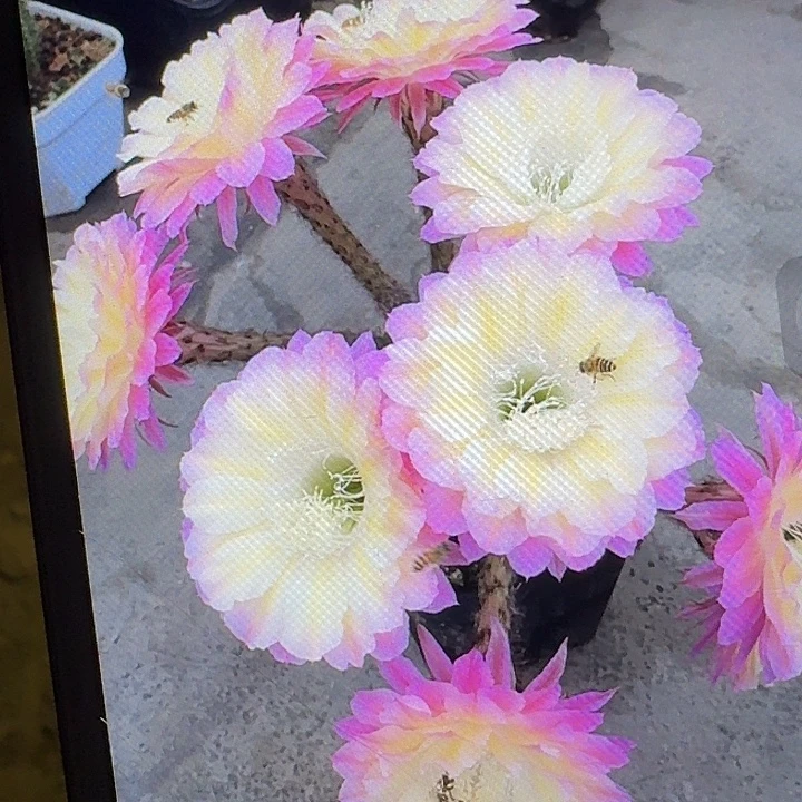 马丙侧芽4公分左右彩草