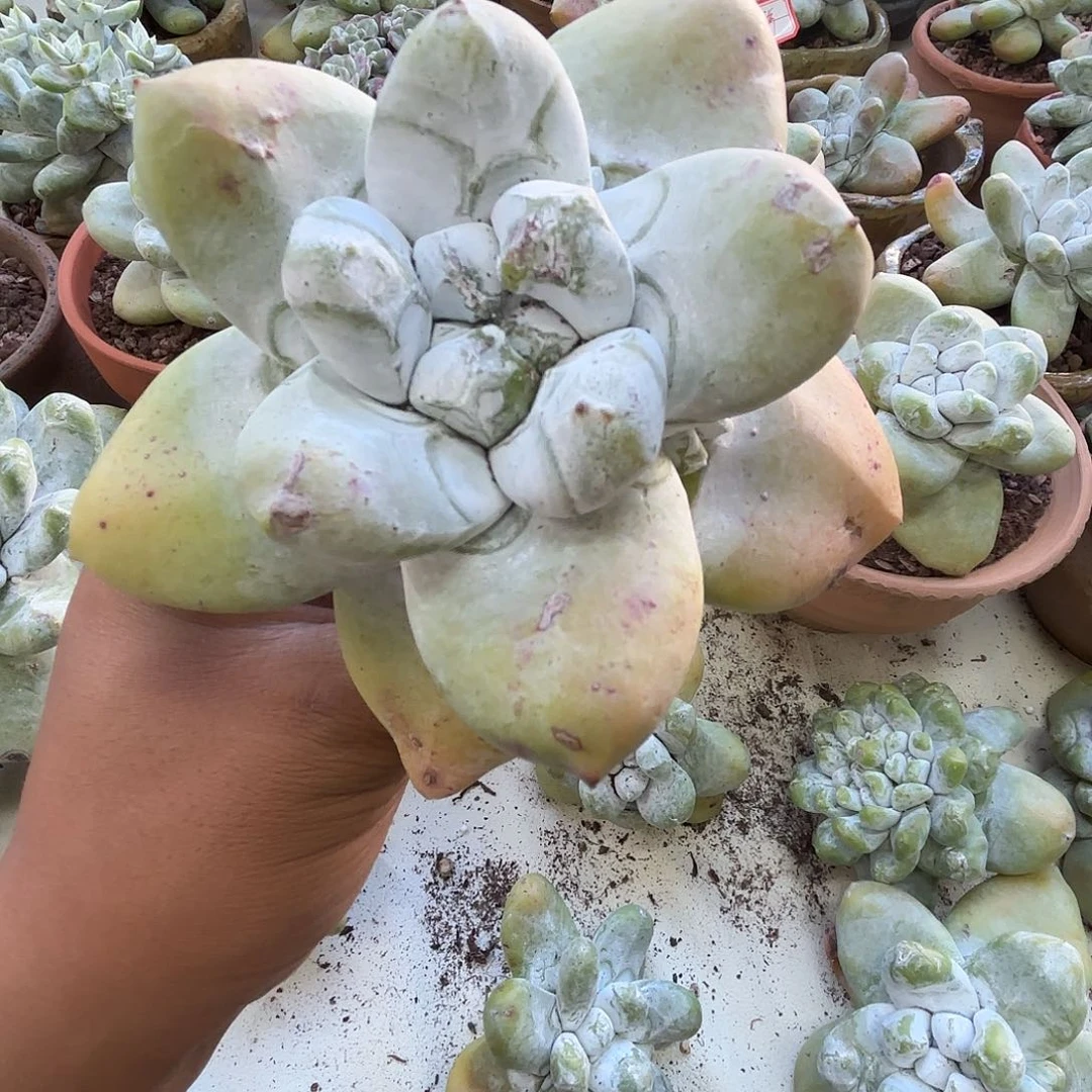 拇指多肉11111111