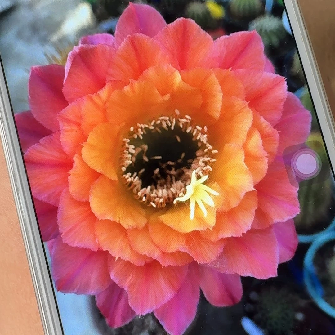 时光侧芽高7公分金妞