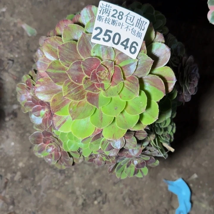 25046花月夜不包断枝