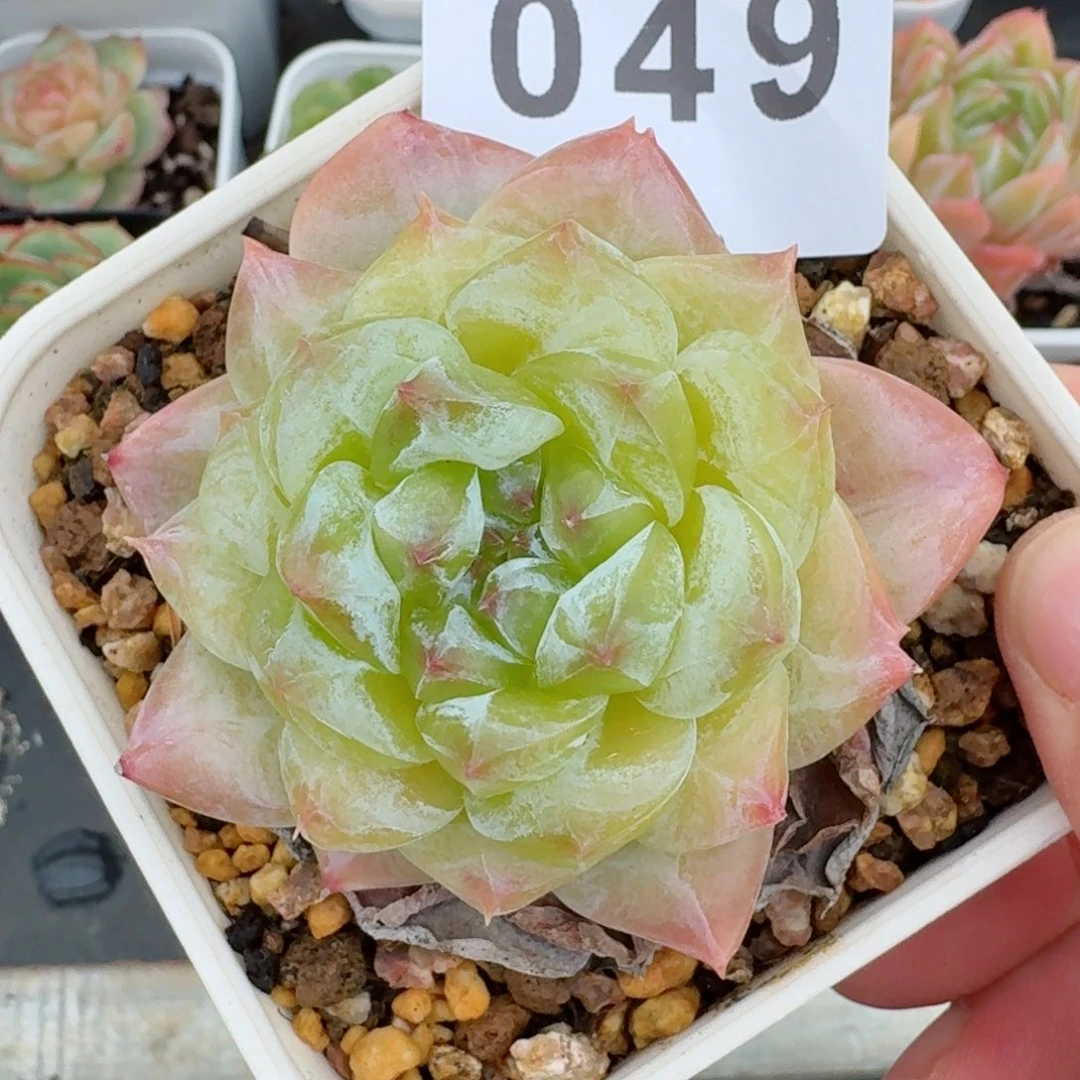 母本秘境冰魄              多肉植物