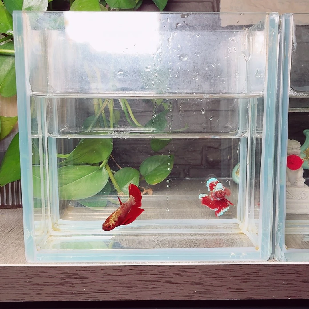 斗鱼红金油光粉将军