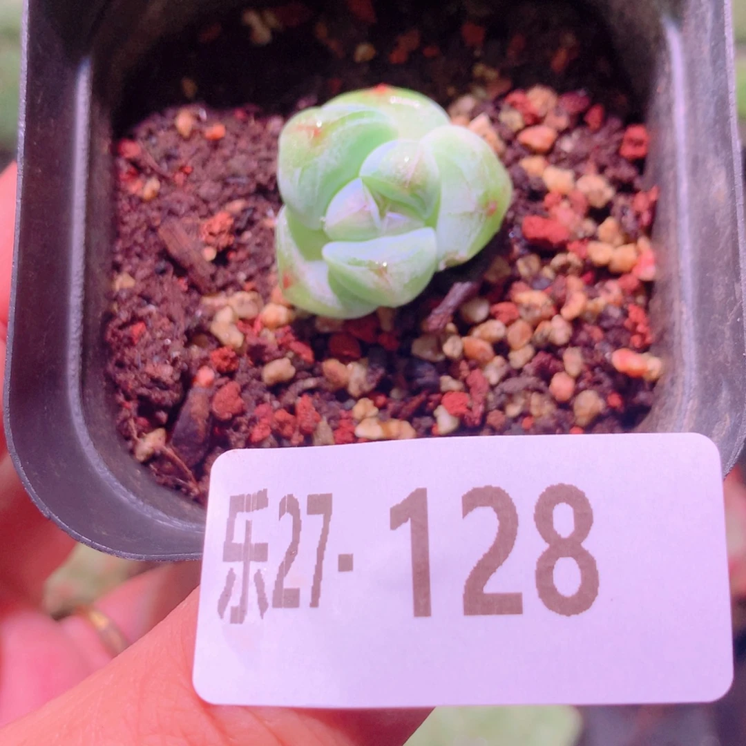乐然27-128 糖心冰玉