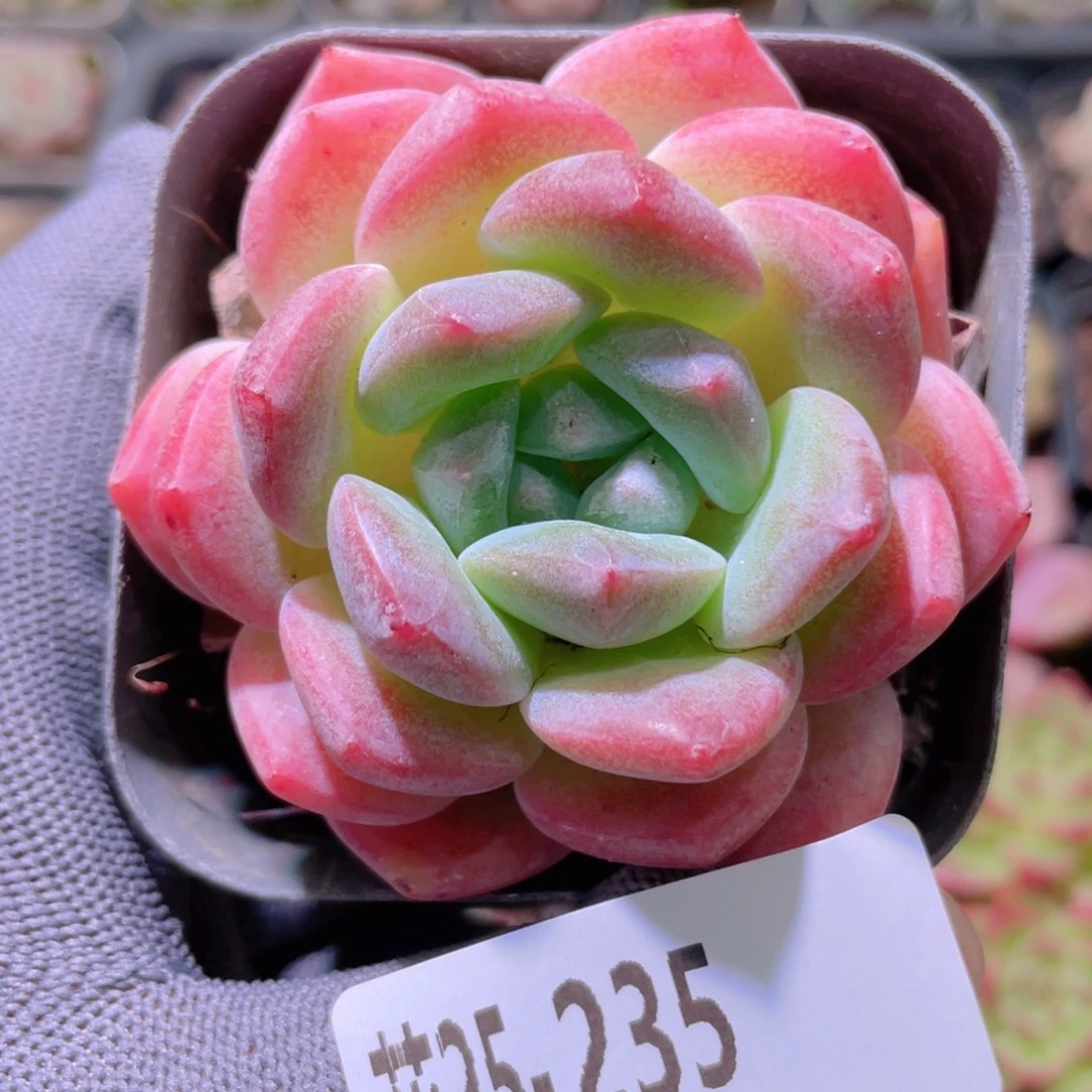 花利美25-  235冰糖