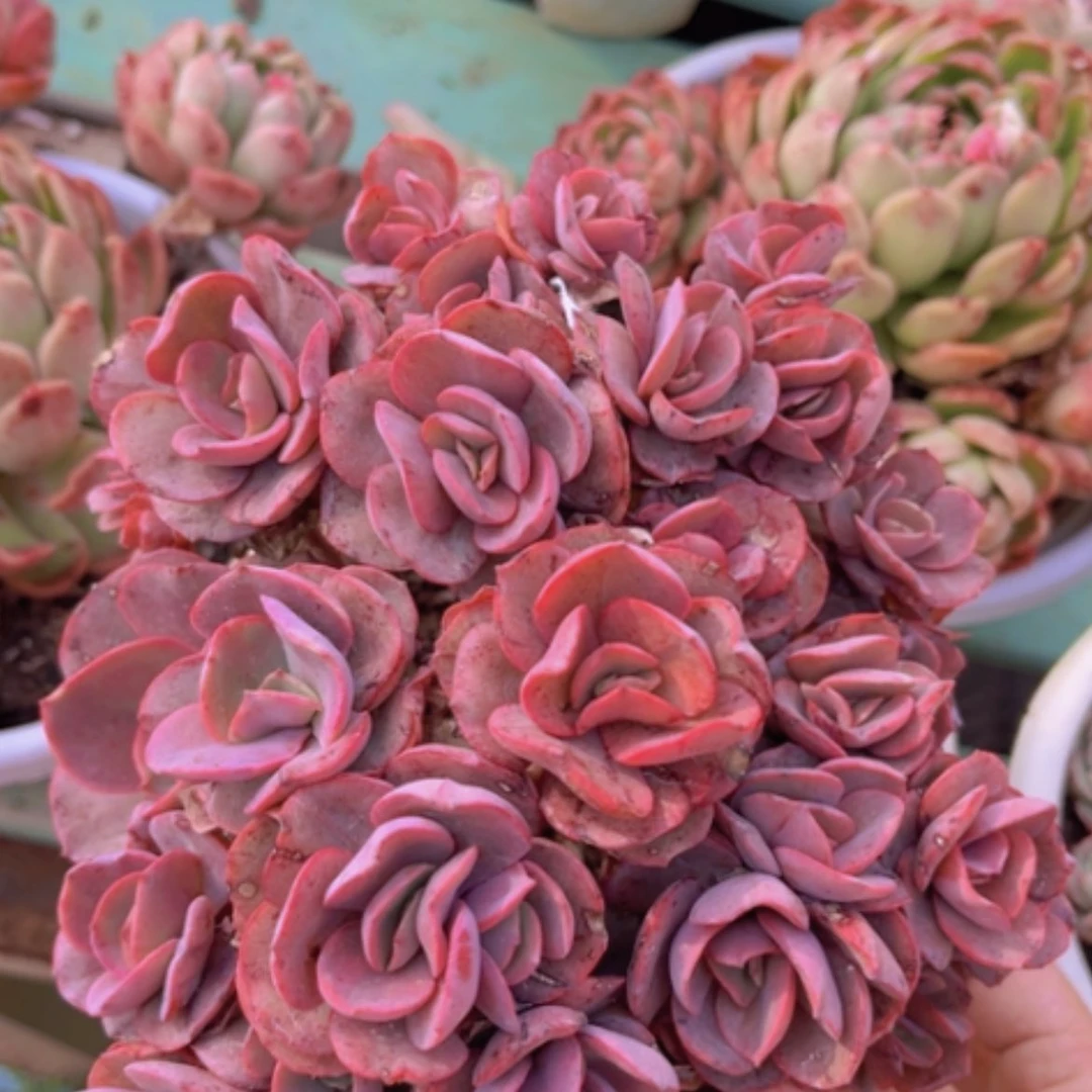 【闪购商品】秀妍14231