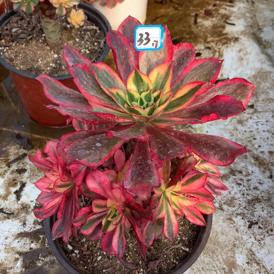 33魅影法师多肉植物