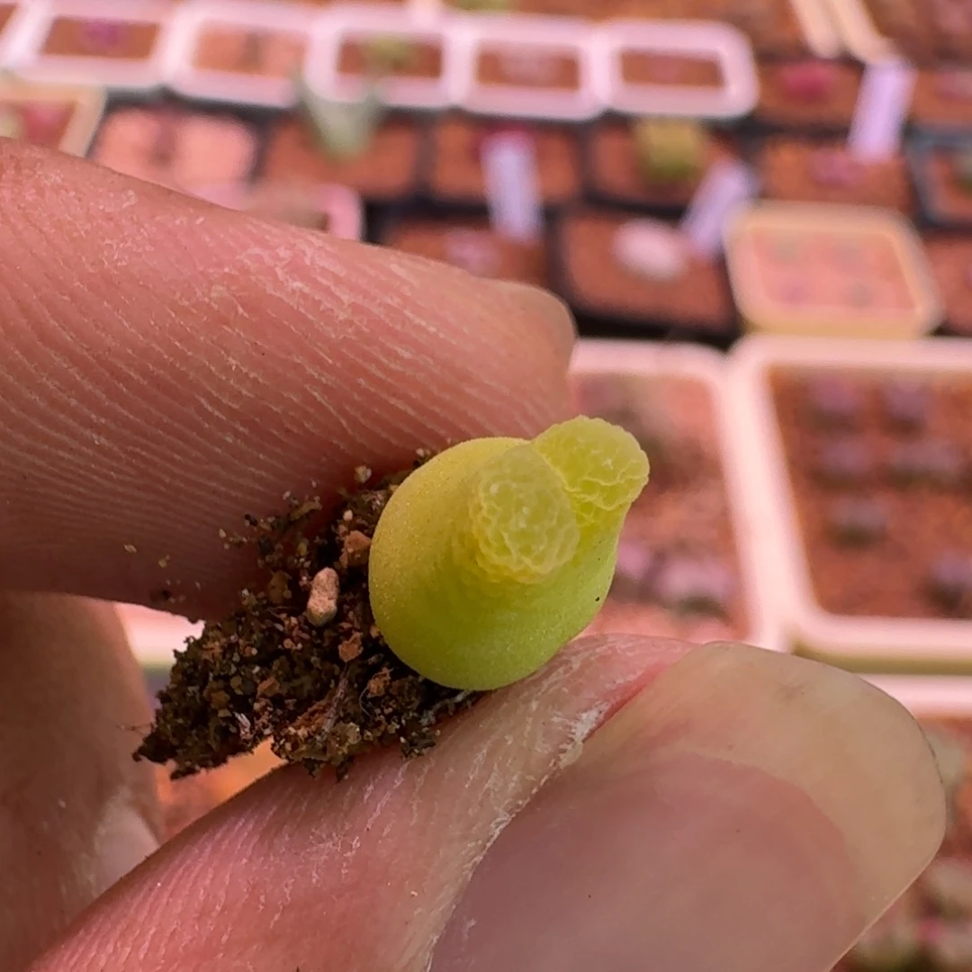 云缦精品番杏9.2