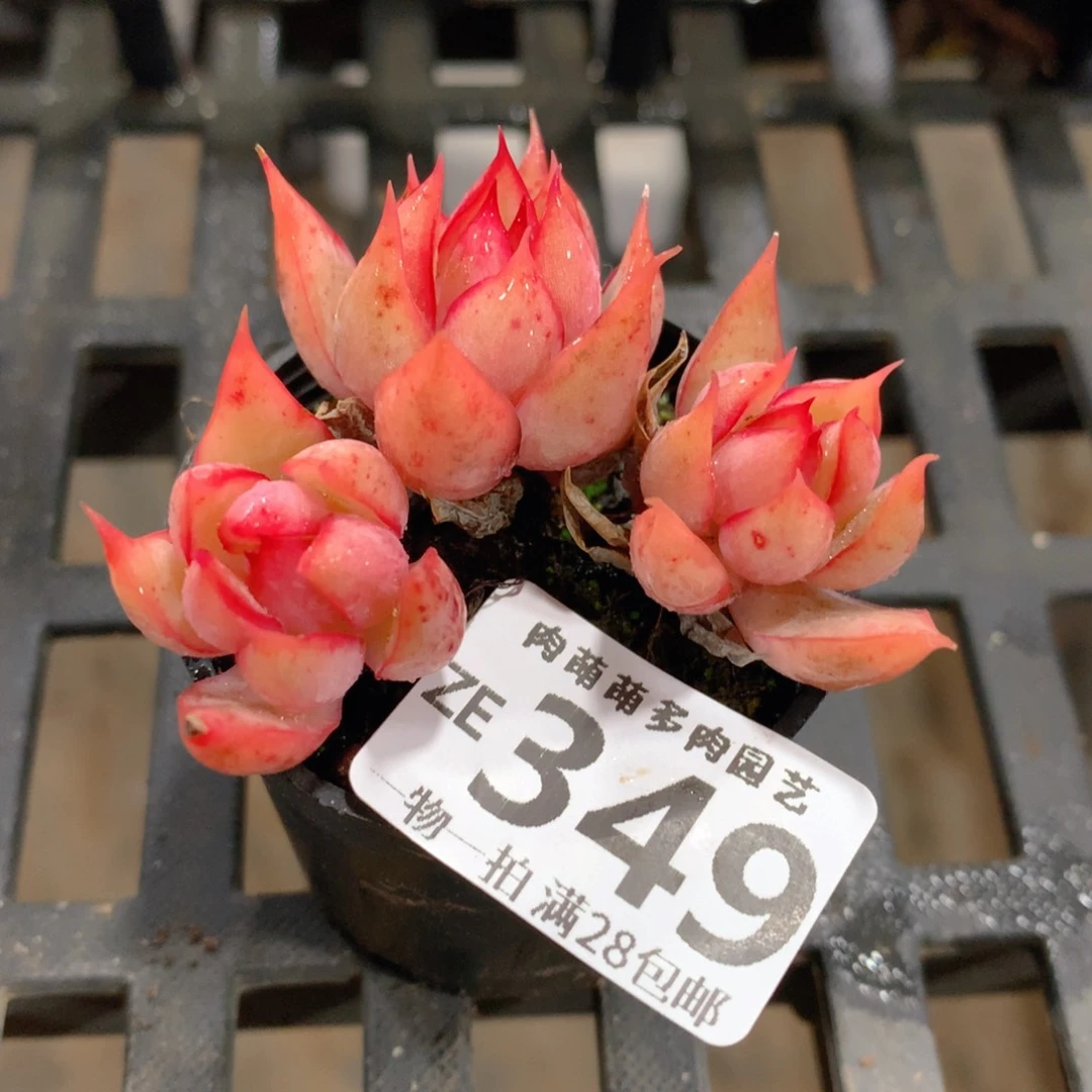 肉萌萌拇指盆精控多肉ZE349