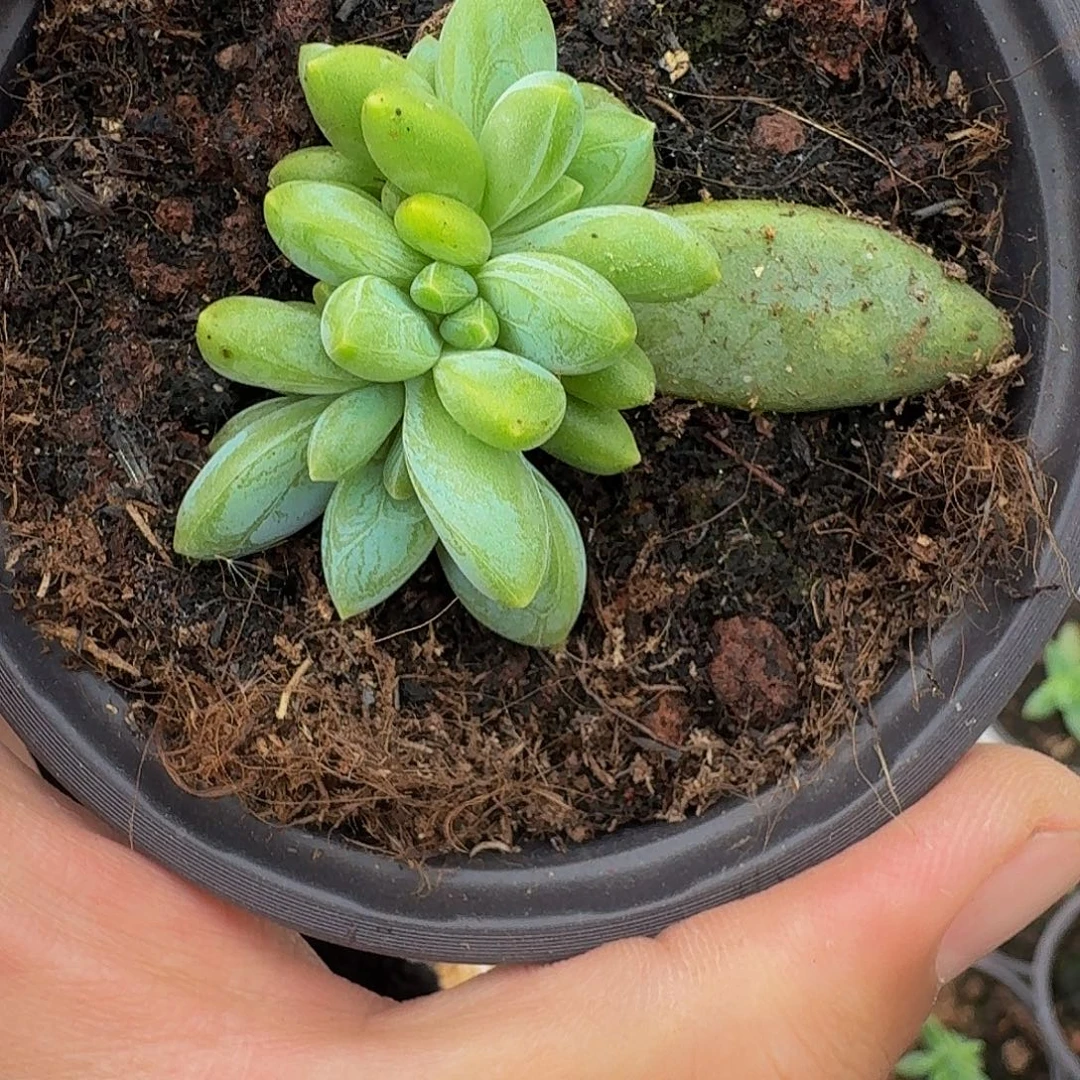 阿迪斯托 叶插 一物一拍