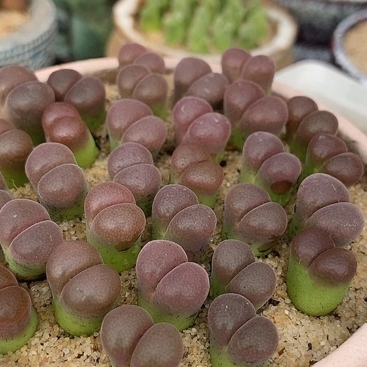 27519风铃c10杂温莎风铃一颗